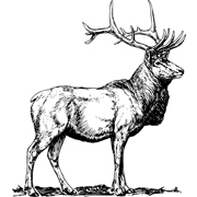 The Deer/stag
